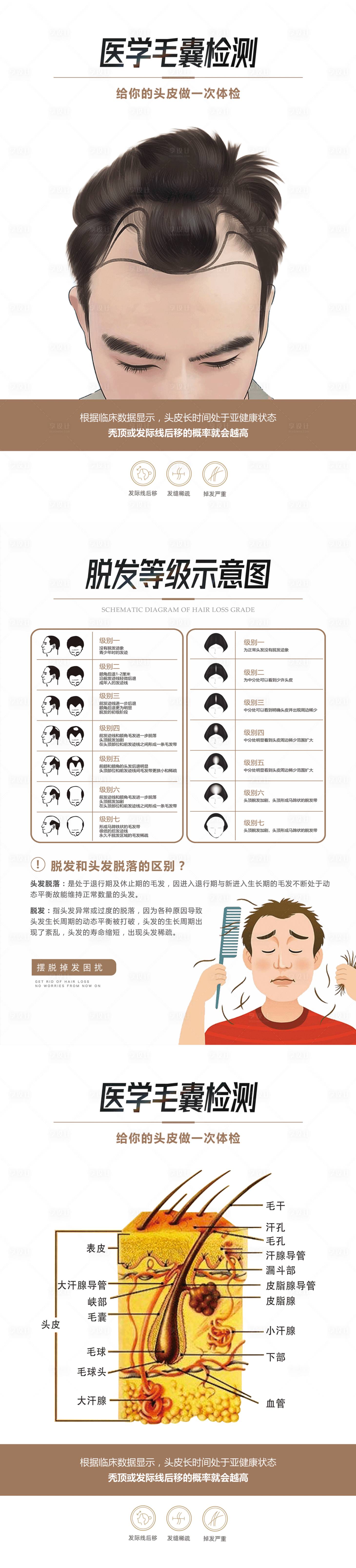 源文件下载【享设计】搜索编号：87640016649339803【毛发等级检测海报】
