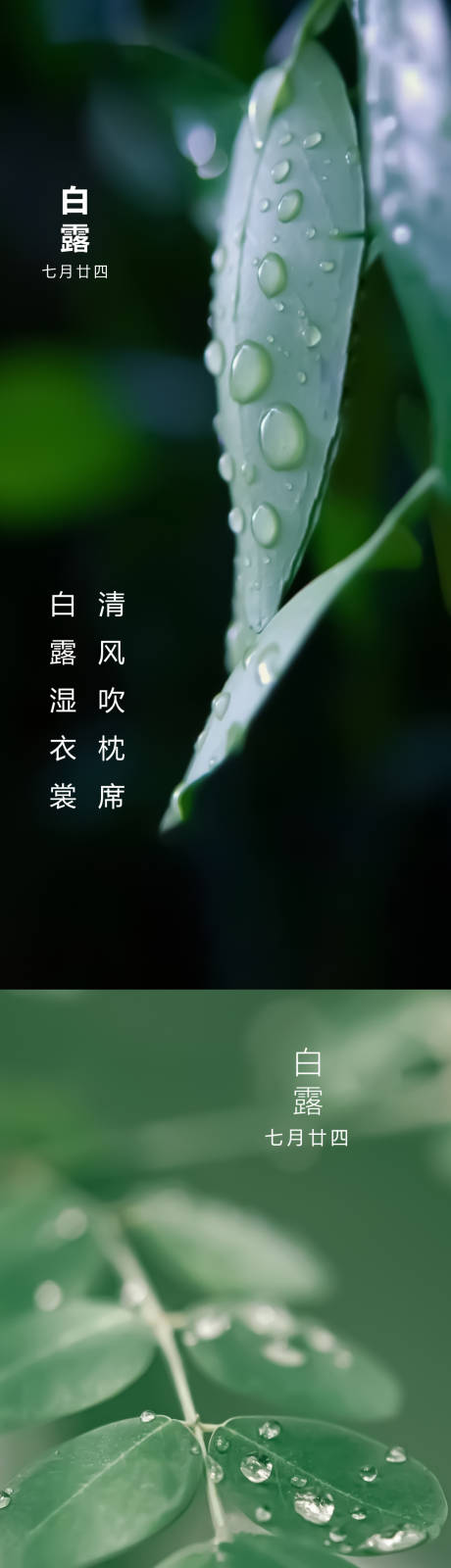 白露节气海报