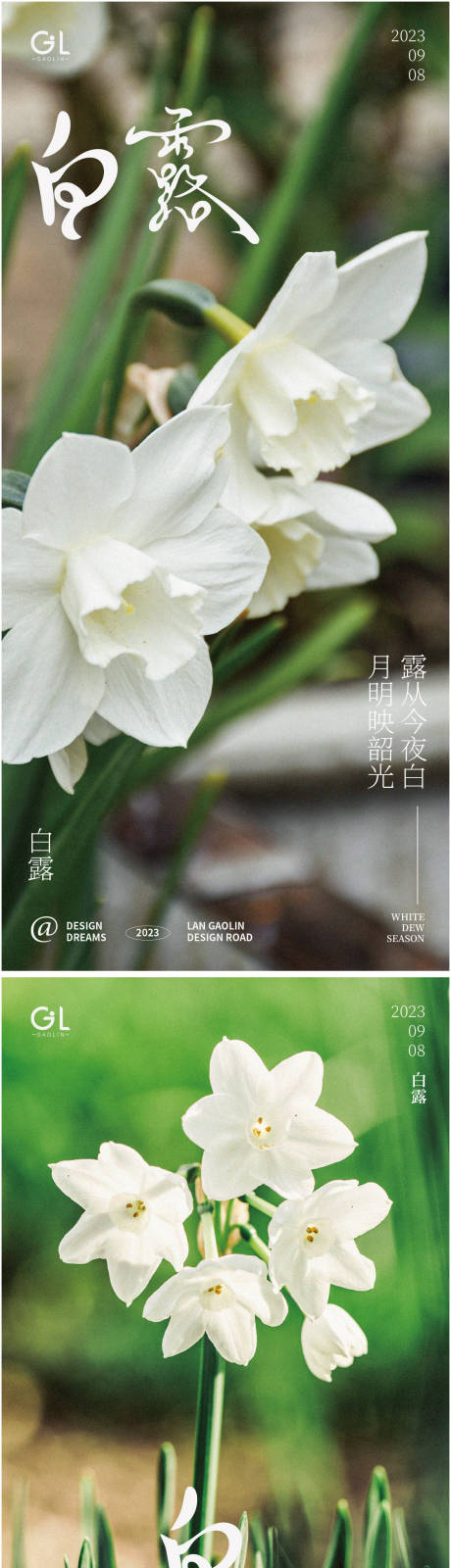 源文件下载【白露水仙花海报】编号：67420018727515455