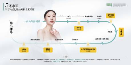 源文件下载【黑色素形成/抑制原理图】编号：94900018633597811