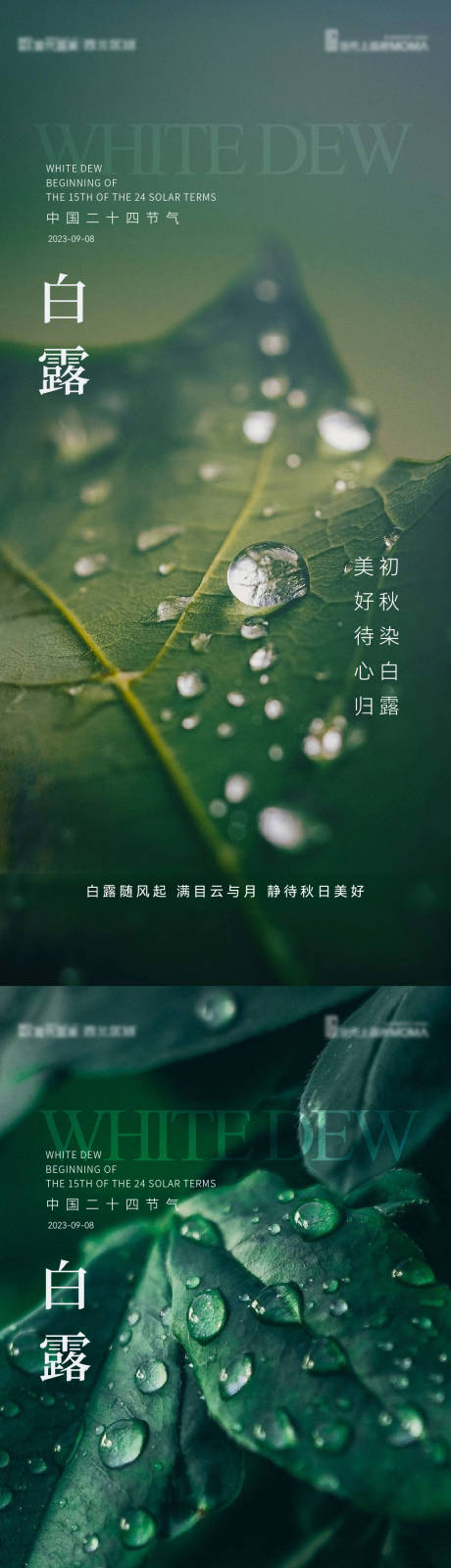 源文件下载【白露节气海报】编号：20230829172934309