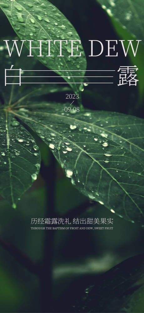 源文件下载【白露节气海报】编号：40330019199206405