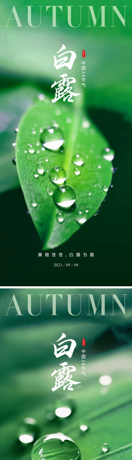 源文件下载【24节气白露海报】编号：20230901145846145