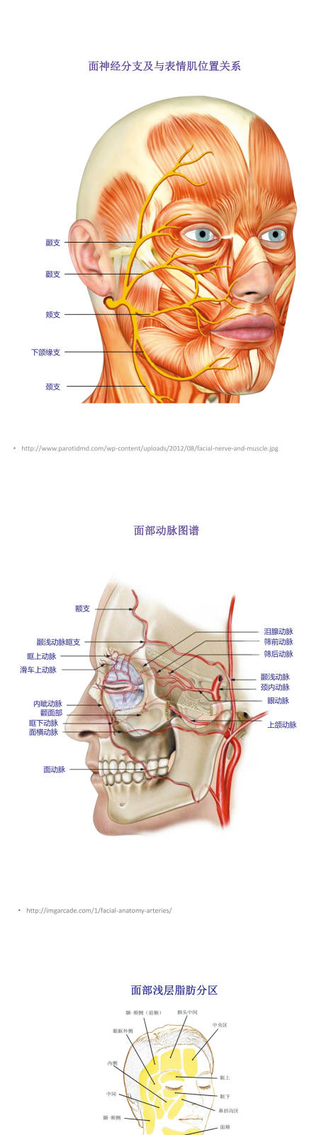 医美面部解剖图海报