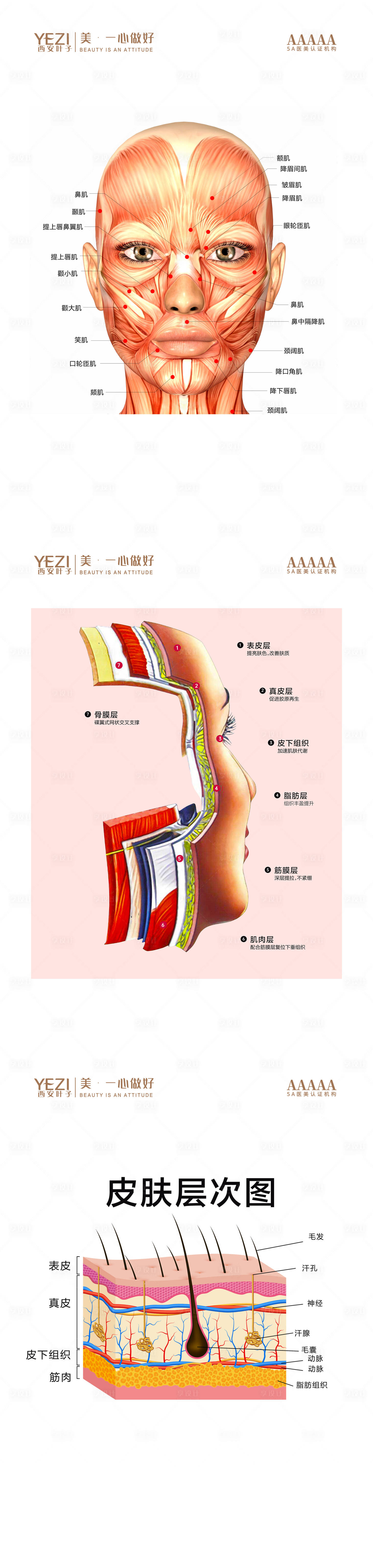 源文件下载【皮肤层次海报】编号：84060020330181776
