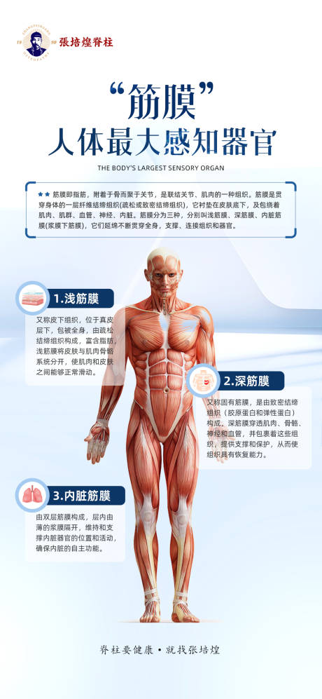 人体筋膜海报