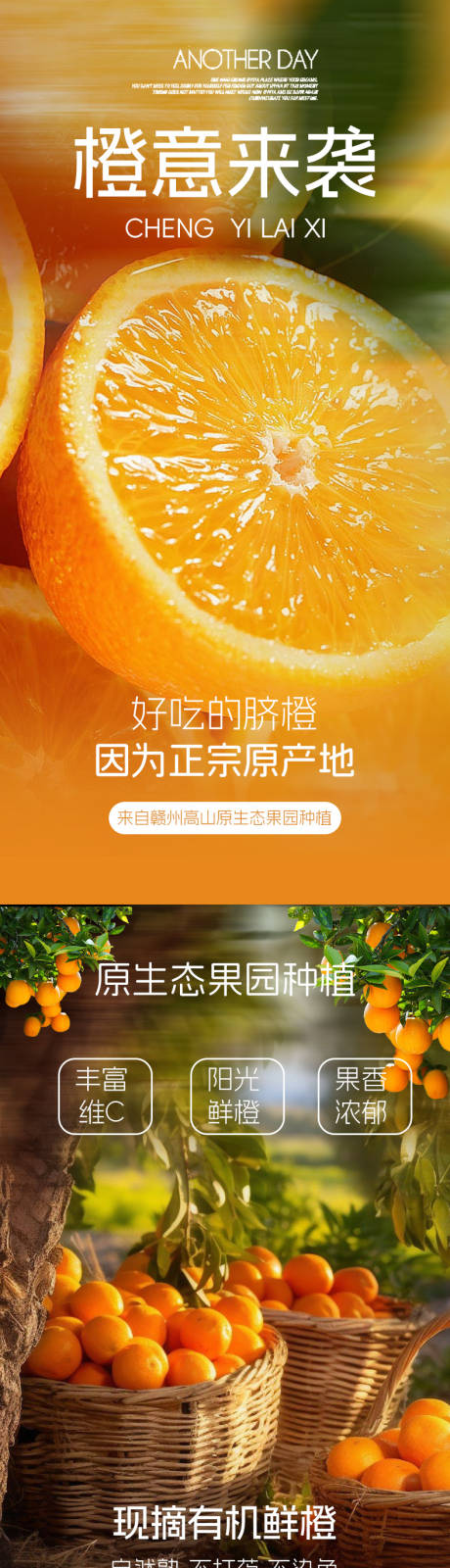 源文件下载【脐橙详情页】编号：12720020734418305