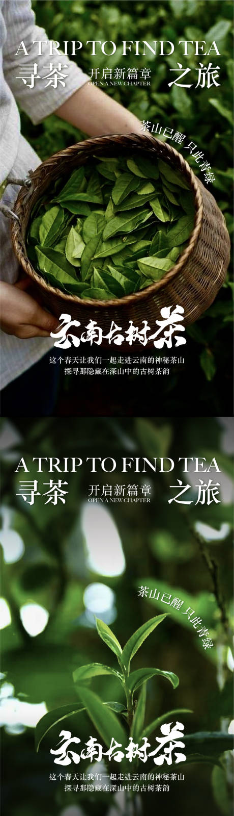 源文件下载【云南古树茶海报】编号：92500022717127762