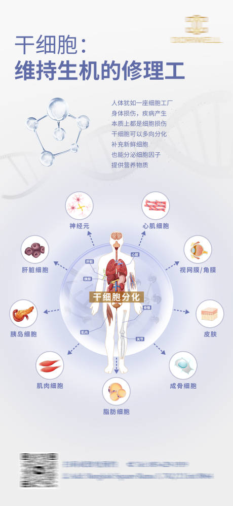 源文件下载【干细胞分化海报】编号：44430022763324123