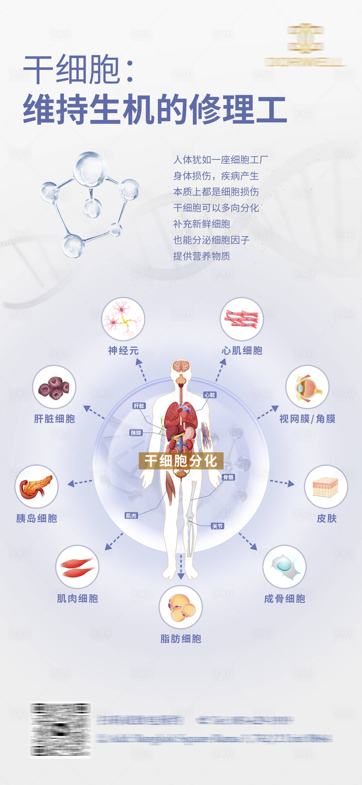 源文件下载【享设计】搜索编号：44430022763324123【干细胞分化海报】