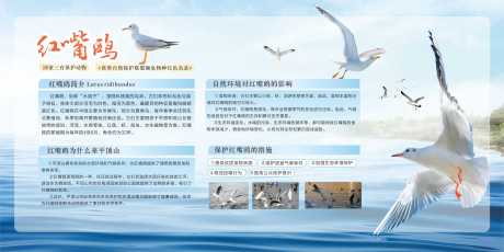 源文件下載【享設計】搜索編號：66910022584066684【紅嘴鷗公益展板】