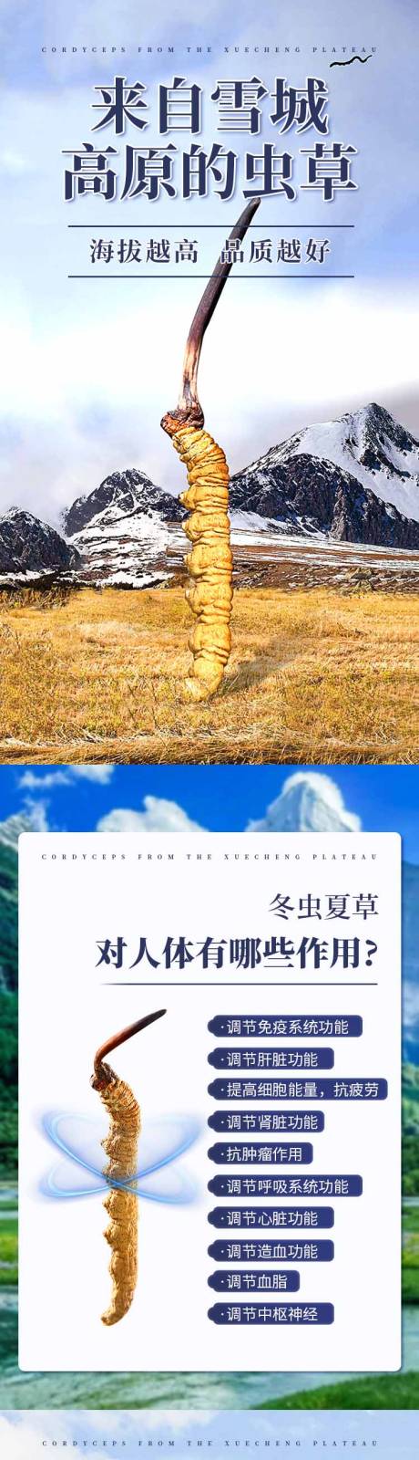 源文件下载【虫草详情页】编号：31320023609965497