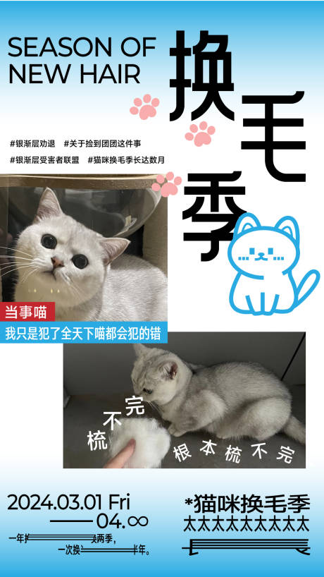 换毛季猫咪海报