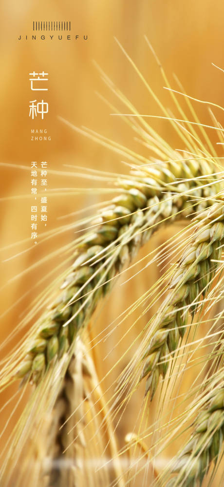 源文件下載【芒種節(jié)氣海報(bào)】編號(hào)：98020024250822027
