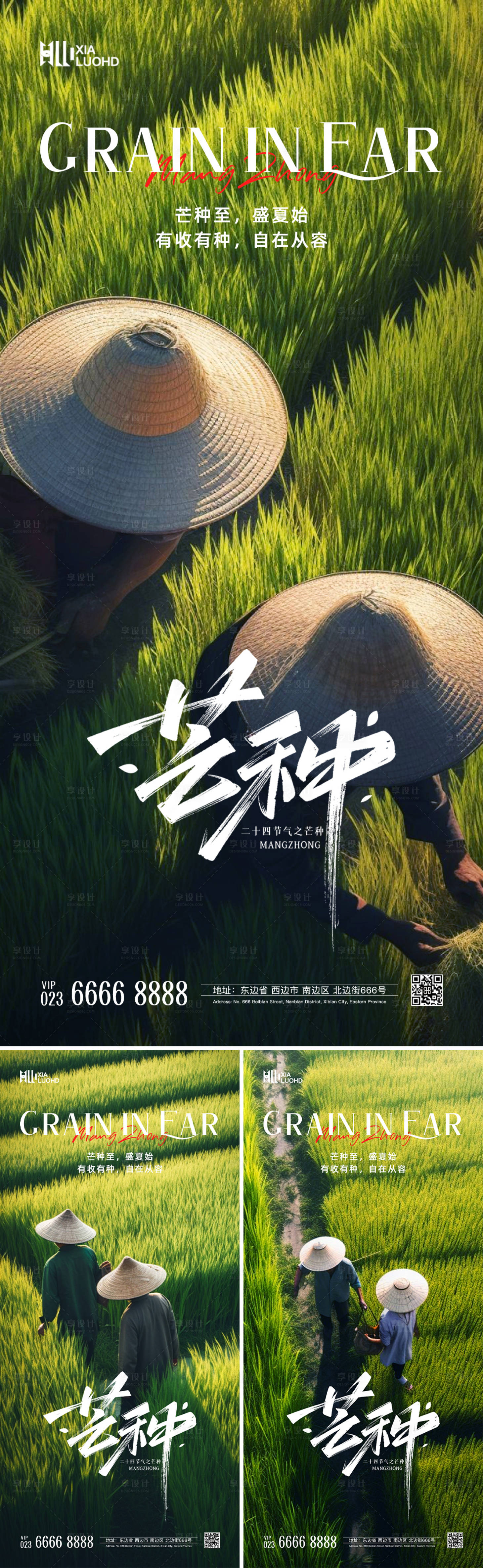 源文件下載【享設計】搜索編號：43570024125998291【芒種節氣系列海報】