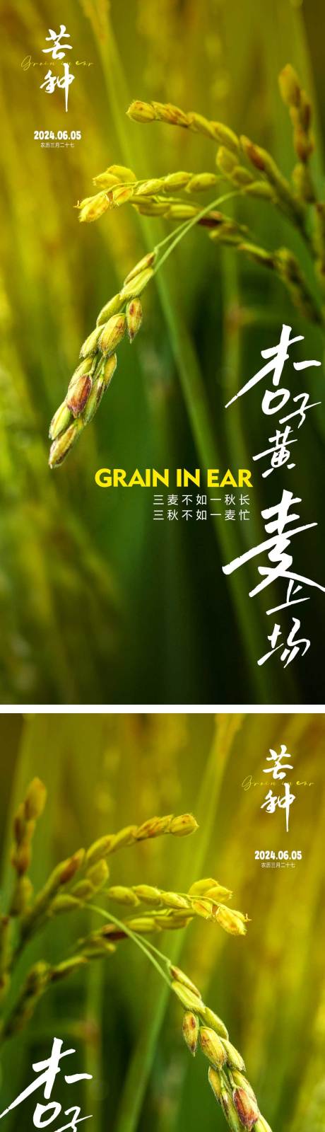源文件下载【享设计】搜索编号：47260023910653708【芒种节气海报】