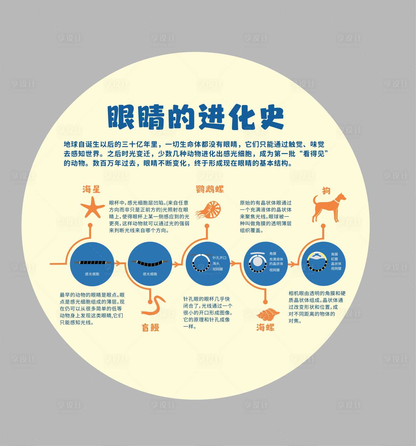 源文件下载【享设计】搜索编号：44550024427603871【眼科眼睛进化史地贴】