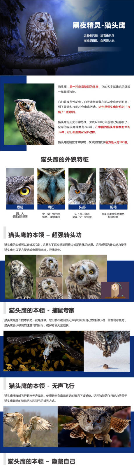 源文件下载【享设计】搜索编号：51760024634127191【小学猫头鹰介绍PPT】