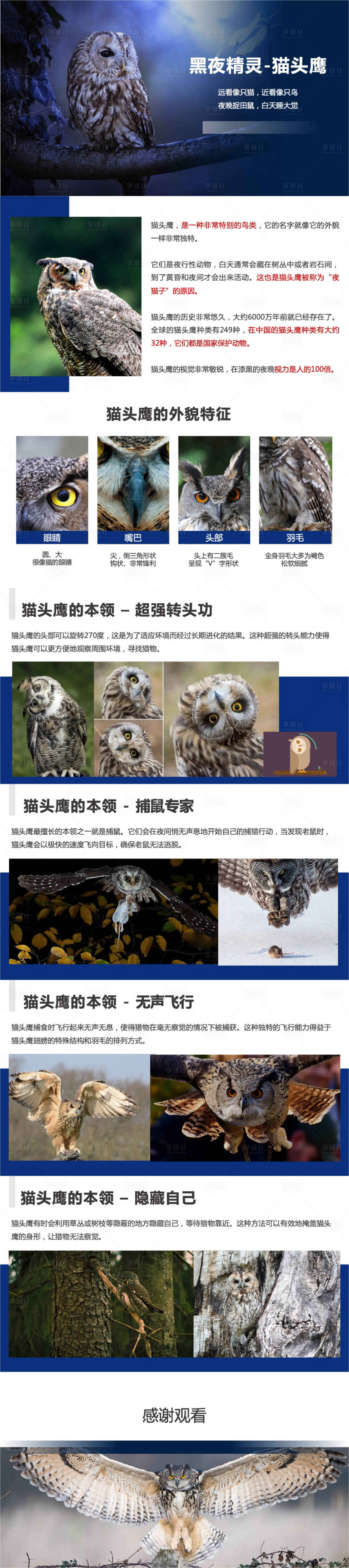 源文件下载【享设计】搜索编号：51760024634127191【小学猫头鹰介绍PPT】