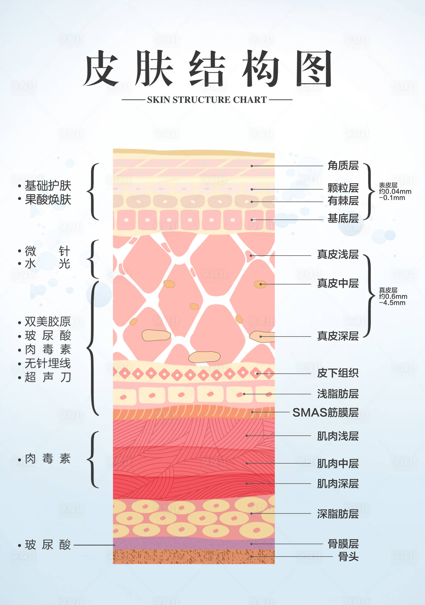 源文件下载【医美皮肤结构】编号：48300024653712014