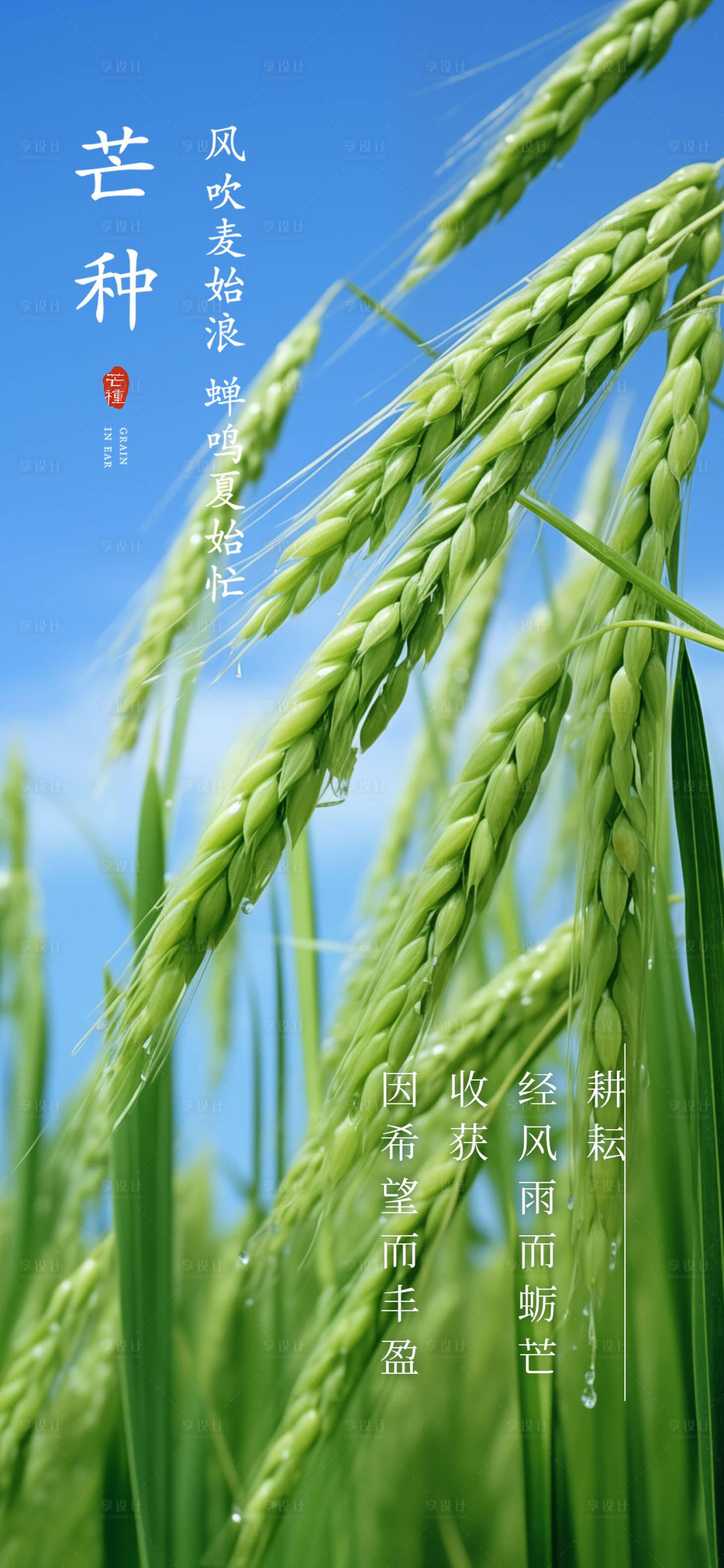源文件下载【享设计】搜索编号：77150024320122913【芒种节气海报】