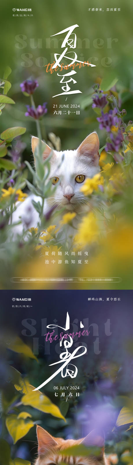 源文件下载【夏至小暑大暑小猫海报】编号：37720024504761399