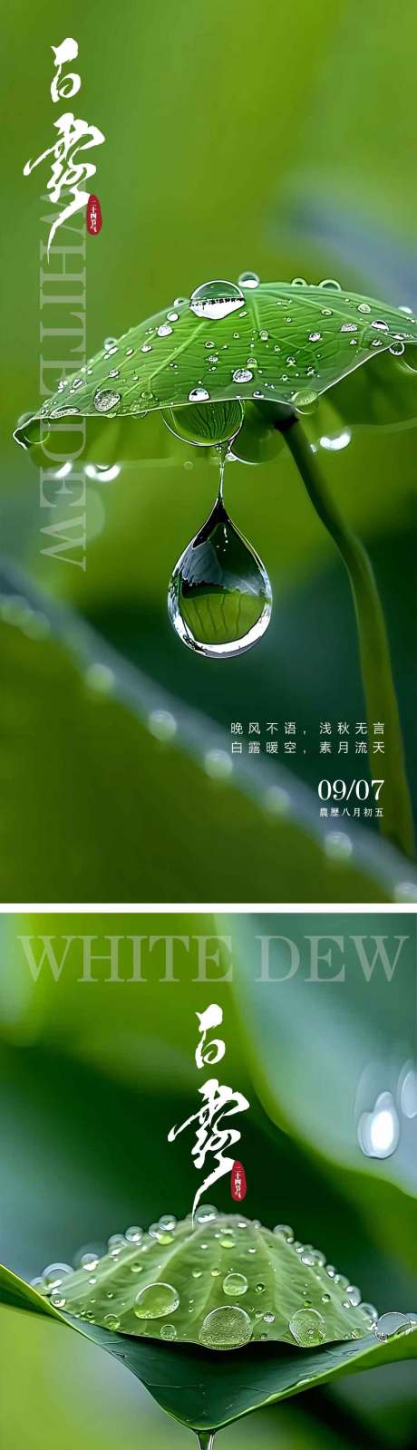 源文件下載【享設計】搜索編號：23410025909568975【白露節氣海報】