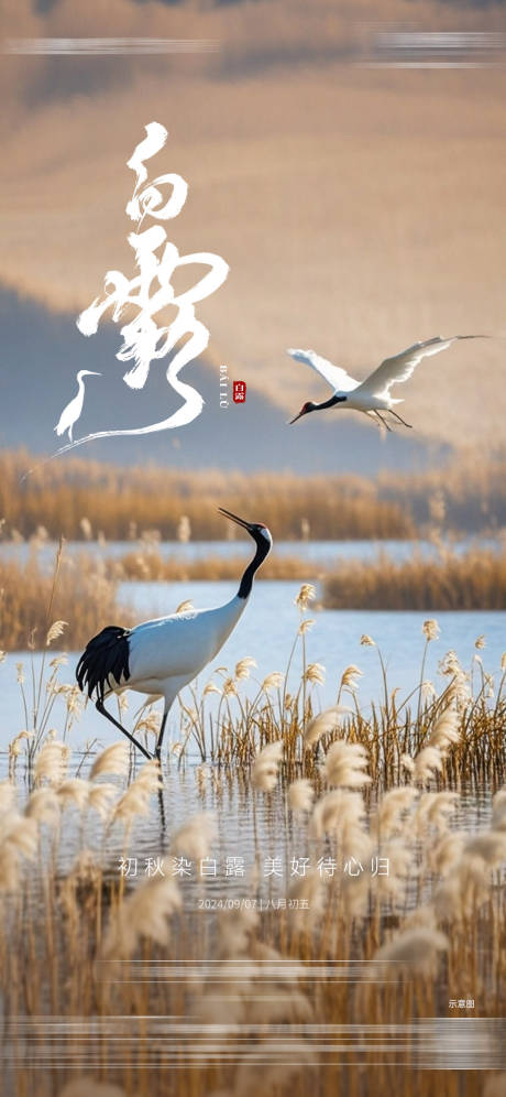 源文件下载【白露节气海报】编号：52110026012025293