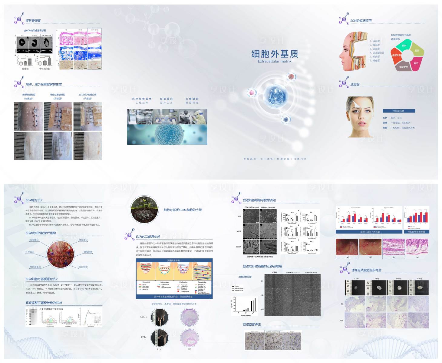 源文件下载【享设计】搜索编号：37080026036495443【细胞外基质】