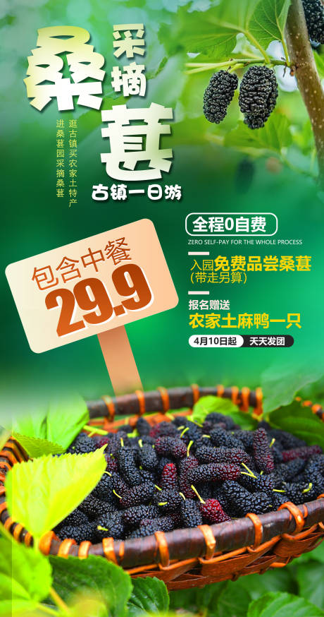 源文件下載【采摘桑葚海報】編號：51780026326389663