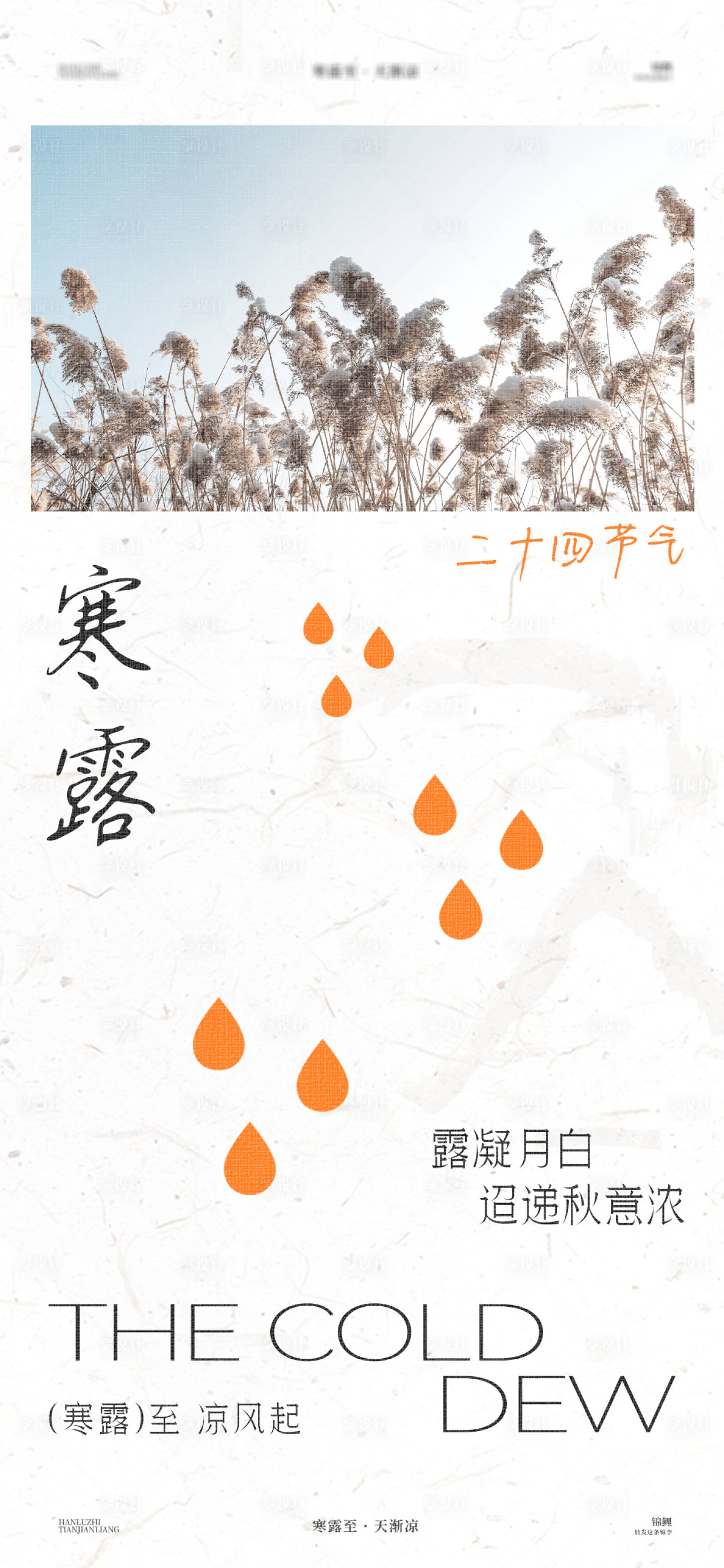 源文件下載【享設計】搜索編號：83720026478544204【寒露蘆葦海報】