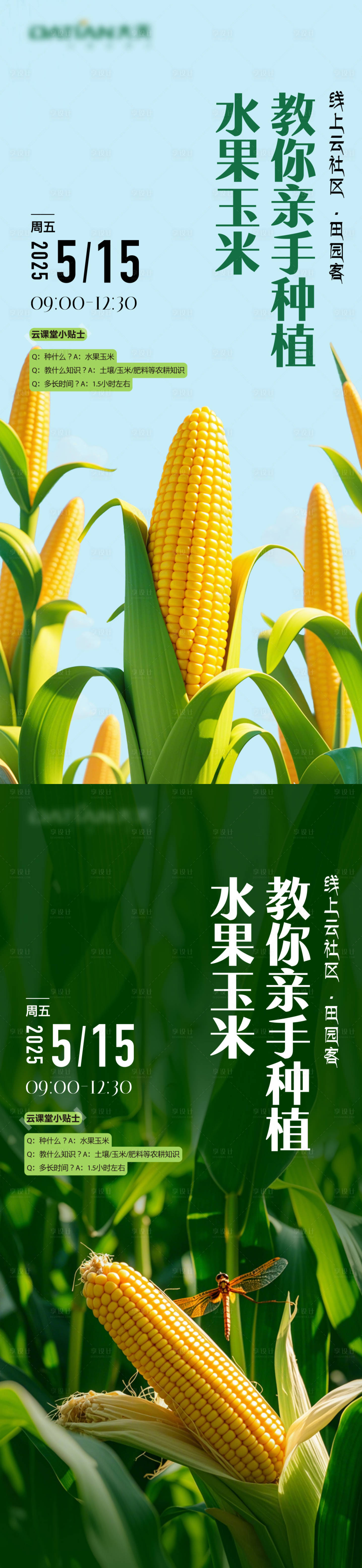 源文件下载【玉米种植】编号：33730026778752178
