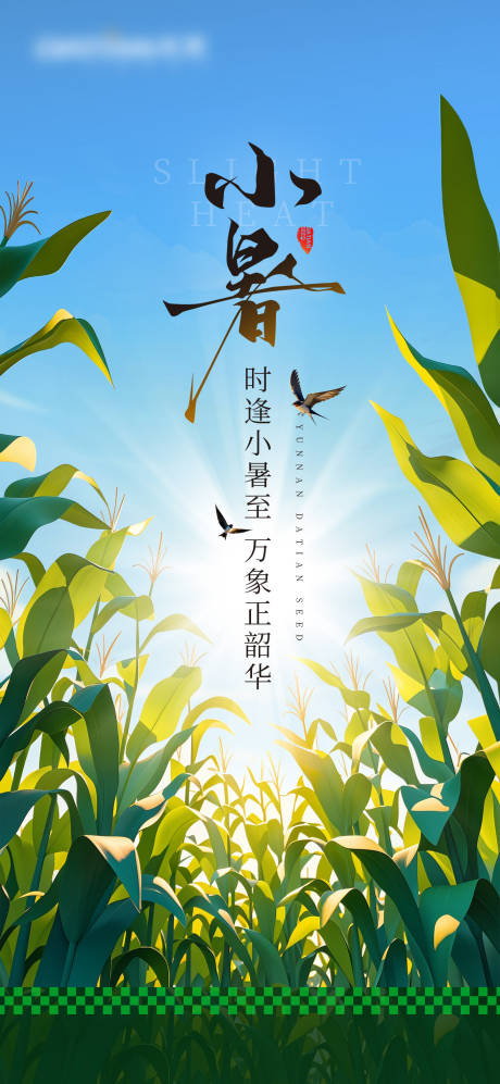 小暑海报
