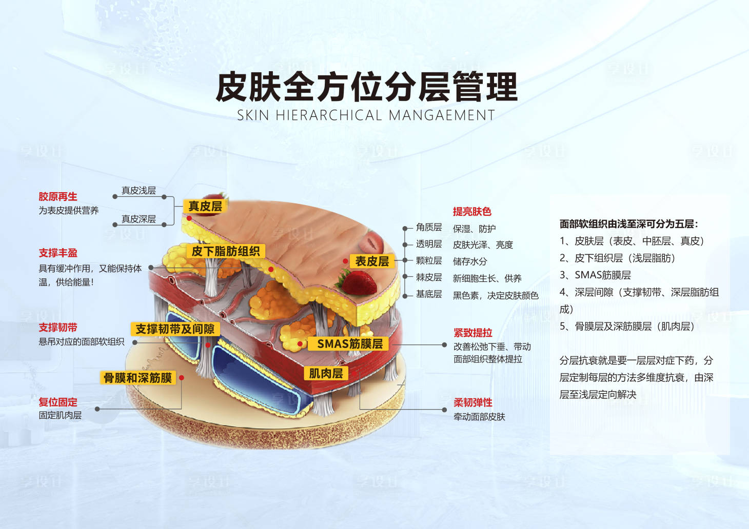 源文件下载【医美美容皮肤结构图】编号：73150027953944189