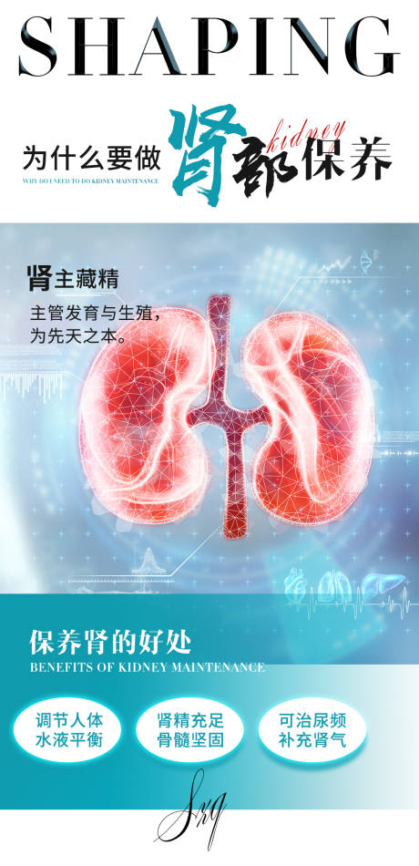肾部保养海报