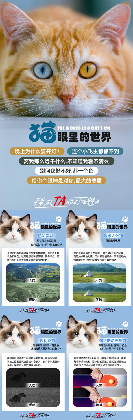 宠物猫咪百科海报