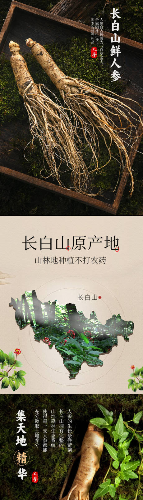 源文件下载【人参详情页】编号：30170029344293718