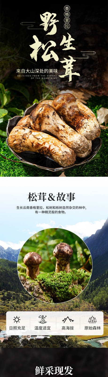 源文件下载【野生松茸电商详情页】编号：88370029574484210