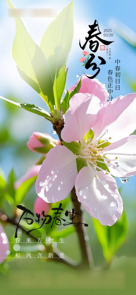 源文件下载【春分海报】编号：81720029527889904