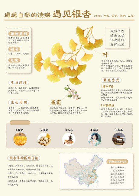 源文件下载【银杏介绍海报】编号：76520030009915129