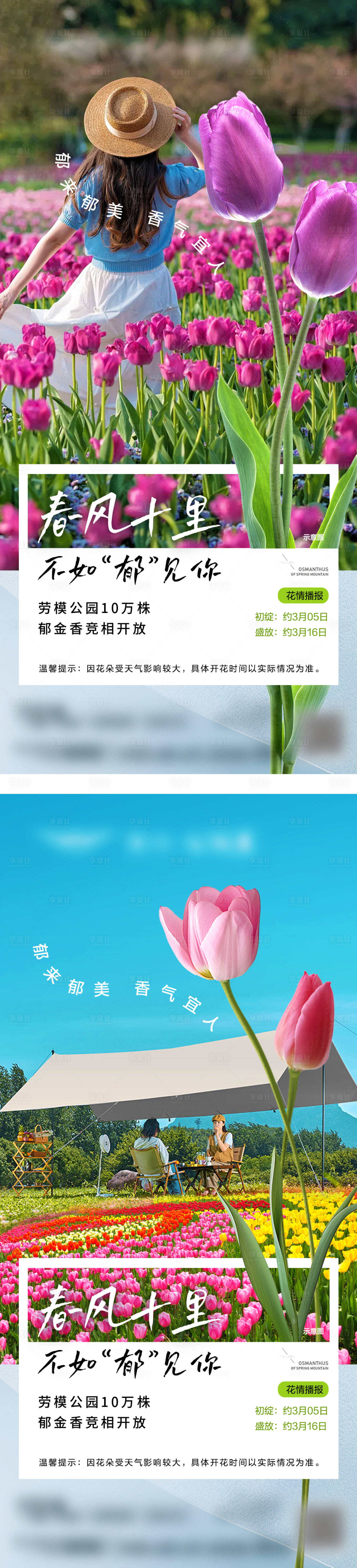 源文件下载【郁金香单图】编号：92280030006958351