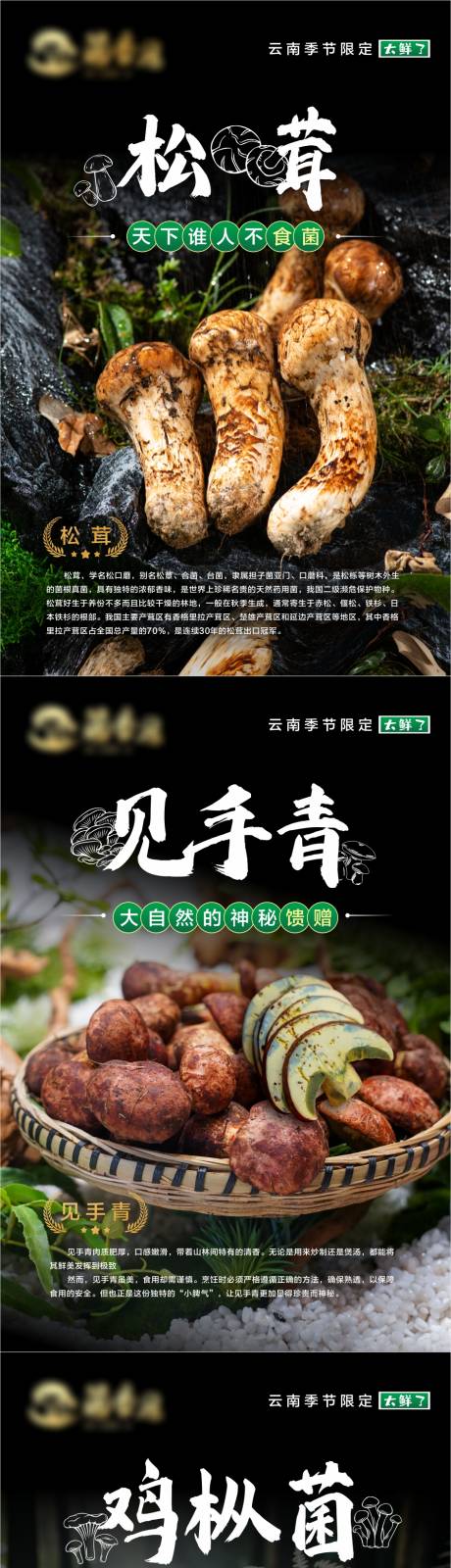 野生菌海报