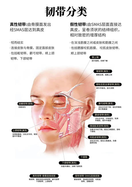 源文件下载【韧带分类医美常识科普】编号：42290030038951401