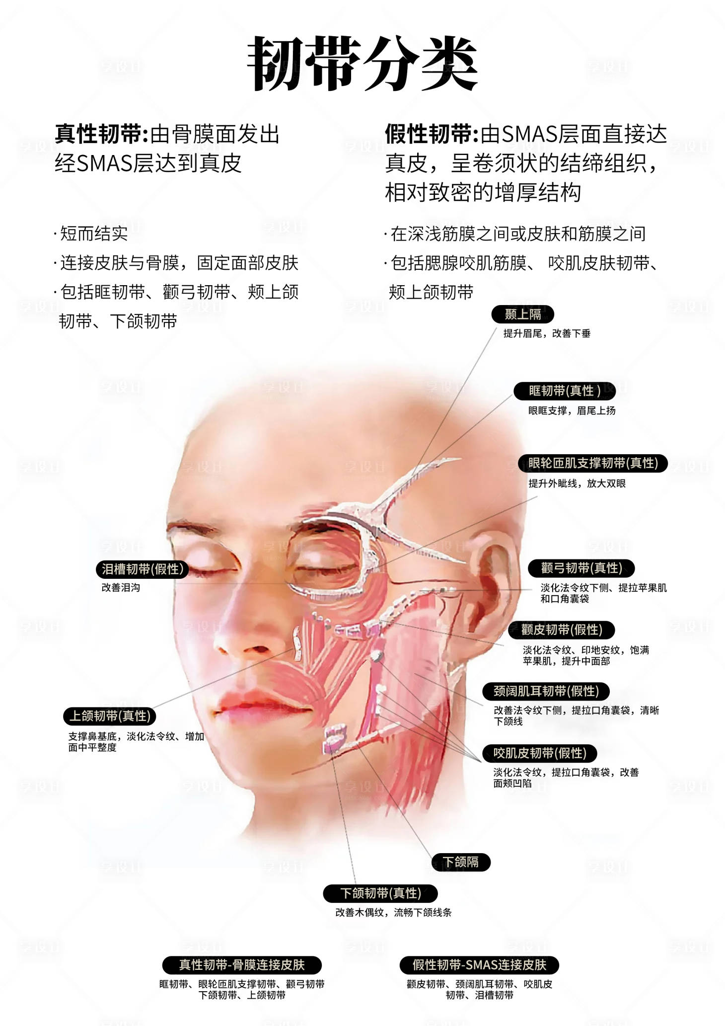 源文件下载【享设计】搜索编号：42290030038951401【韧带分类医美常识科普】