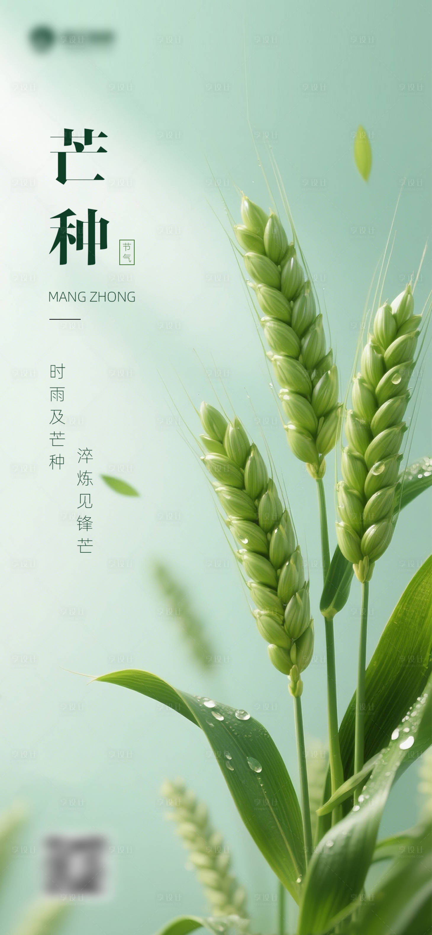 源文件下载【享设计】搜索编号：38070031077097539【芒种节气主题海报】