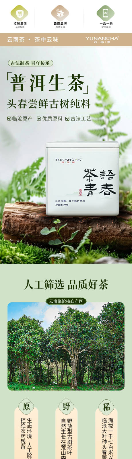 源文件下载【云南茶叶普洱茶生茶】编号：19550031056445055