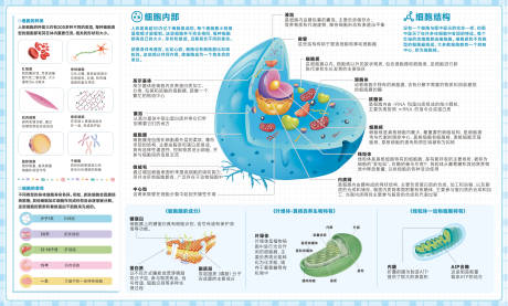源文件下载【细胞结构介绍海报】编号：65860030764589156
