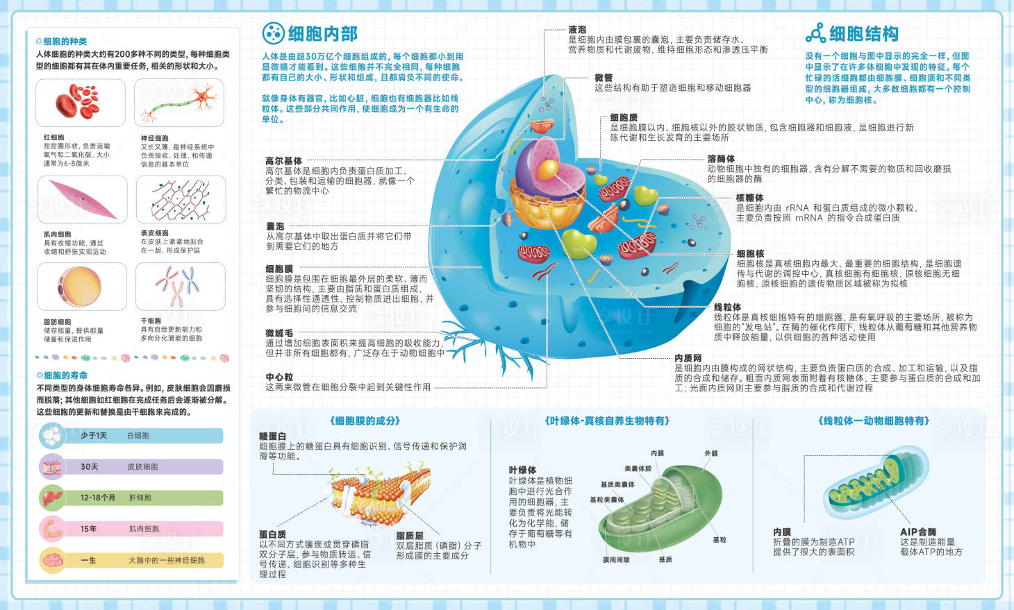源文件下載【享設計】搜索編號：65860030764589156【細胞結構介紹海報】