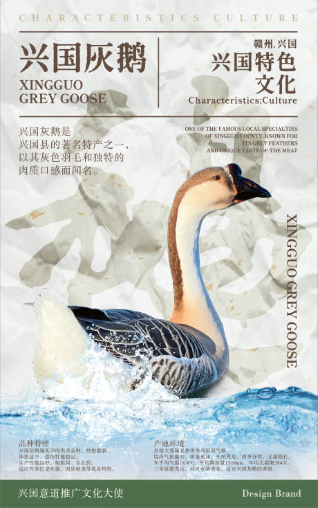 兴国灰鹅海报