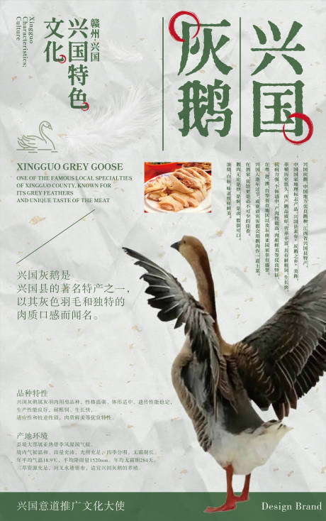 兴国灰鹅海报